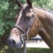 1waterford-bridle 1waterford-bridle