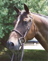 1waterford-bridle