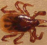 Deer_Tick_Nymph