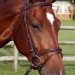 Galway Bridle