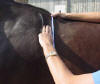 cowboy flexi curve 1