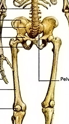 crop male