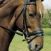 fairhill