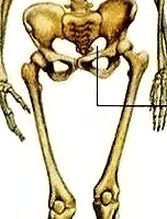female crop