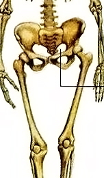 female crop