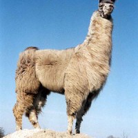 llama1