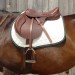 quantumXhorse
