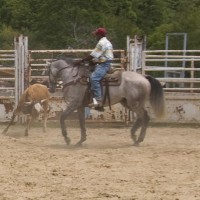 sean sorting cow