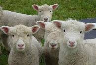sheep