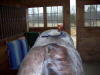 table backed horse example