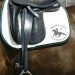 vinici x horse copy vinici x horse copy