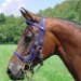 zilco deluxe endurance bridle
